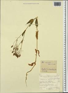 Gypsophila vaccaria (L.) Sm., Кавказ, Турецкий Кавказ (K7) (Турция)