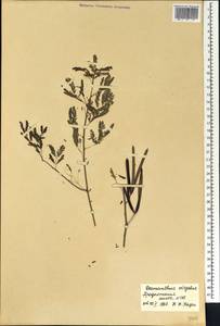 Desmanthus virgatus (L.)Willd., Африка (AFR) (Сенегал)