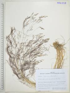 Полевица шероховатая Willd., Сибирь, Дальний Восток (S6) (Россия)