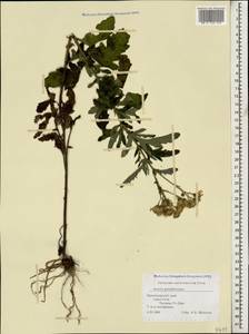 Jacobaea erucifolia subsp. grandidentata (Ledeb.) V. V. Fateryga & Fateryga, Кавказ, Черноморское побережье (от Новороссийска до Адлера) (K3) (Россия)