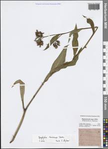 Symphytum tanaicense Steven, Восточная Европа, Центральный лесостепной район (E6) (Россия)