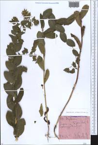 Володушка круглолистная L., Кавказ, Краснодарский край и Адыгея (K1a) (Россия)