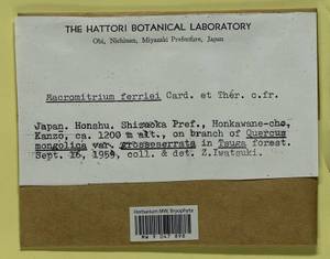 Macromitrium ferriei Cardot & Thér., Гербарий мохообразных, Мхи - Азия (вне границ бывшего СССР) (BAs) (Япония)