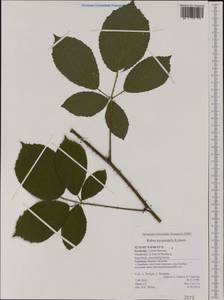Rubus umbrosus (Weihe & Nees) Arrh., Западная Европа (EUR) (Германия)