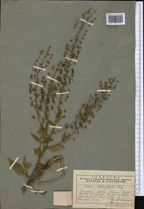 Verbascum agrimoniifolium (K. Koch) Hub.-Mor., Средняя Азия и Казахстан, Памир и Памиро-Алай (M2) (Таджикистан)