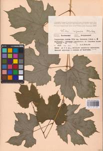 Vitis riparia Michx., Восточная Европа, Центральный лесостепной район (E6) (Россия)