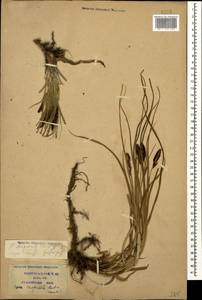 Carex flacca subsp. erythrostachys (Hoppe) Holub, Кавказ, Краснодарский край и Адыгея (K1a) (Россия)
