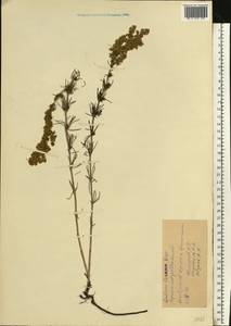 Подмаренник настоящий L., Восточная Европа, Северо-Украинский район (E11) (Украина)