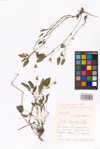 Фиалка Руппа All., Восточная Европа, Московская область и Москва (E4a) (Россия)