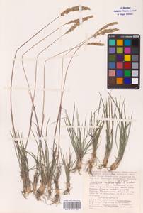 Koeleria macrantha subsp. macrantha, Восточная Европа, Нижневолжский район (E9) (Россия)