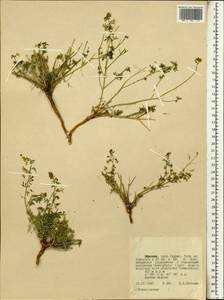 Brassicaceae, Африка (AFR) (Эфиопия)