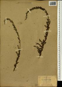 Lespedeza juncea var. sericea (Thunb.)Lace & Hauech, Зарубежная Азия (ASIA) (Япония)