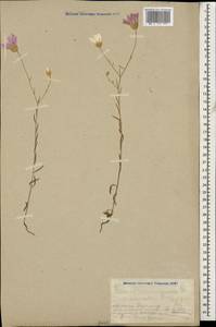 Сухоцвет растопыренный Boiss., Кавказ, Армения (K5) (Армения)