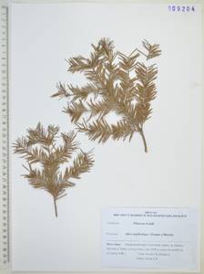 Пихта белокорая (Trautv. ex Maxim.) Maxim., Сибирь, Дальний Восток (S6) (Россия)