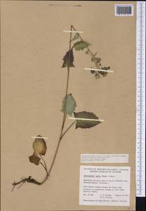 Nabalus alatus Hook., Америка (AMER) (Канада)
