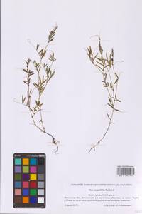 Горошек черный Ehrh., Восточная Европа, Московская область и Москва (E4a) (Россия)