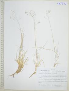 Ковылечек альпийский (F.Schmidt) Sipliv., Сибирь, Дальний Восток (S6) (Россия)