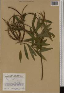 Acacia longifolia (Andrews) Willd., Западная Европа (EUR) (Португалия)