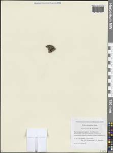 Крупка почти головчатая Simmons, Сибирь, Центральная Сибирь (S3) (Россия)