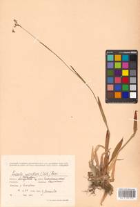 Ожика мелкоцветковая (Ehrh.) Desv., Сибирь, Дальний Восток (S6) (Россия)