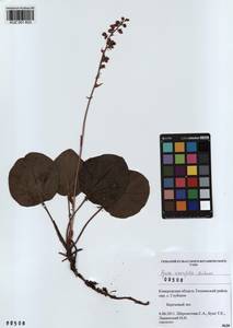 KUZ 001 833, Pyrola asarifolia subsp. incarnata (DC.) A. E. Murray, Сибирь, Алтай и Саяны (S2) (Россия)