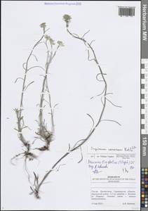 Желтушник развесистый Ehrh., Восточная Европа, Нижневолжский район (E9) (Россия)
