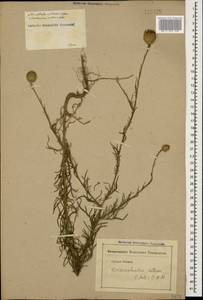 Каллицефалюс блестящий (M. Bieb. ex Willd.) C. A. Mey., Кавказ (без точных местонахождений) (K0)