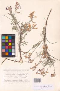 Astragalus astrachanicus Sytin & Laktionov, Средняя Азия и Казахстан, Прикаспийский Устюрт и Северное Приаралье (M8) (Казахстан)