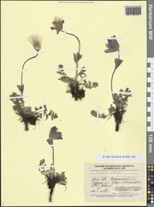 Прострел фиолетовый Rupr., Кавказ, Армения (K5) (Армения)