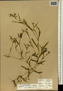 Aneilema paludosum A.Chev., Африка (AFR) (Мали)