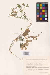 Хохлатка плотная (L.) Clairv., Восточная Европа, Нижневолжский район (E9) (Россия)