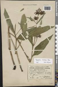 Symphytum tanaicense Steven, Восточная Европа, Центральный лесостепной район (E6) (Россия)
