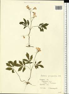 Сердечник пятилистный (M.Bieb.) Schmalh., Восточная Европа, Центральный лесостепной район (E6) (Россия)