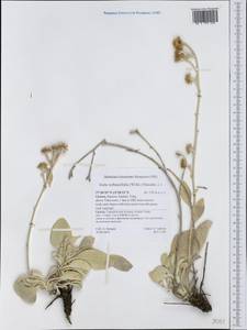 Pentanema verbascifolium subsp. verbascifolium, Западная Европа (EUR) (Греция)