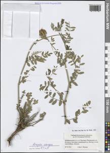 Астрагал Лаксмана, Сибирь, Прибайкалье и Забайкалье (S4) (Россия)