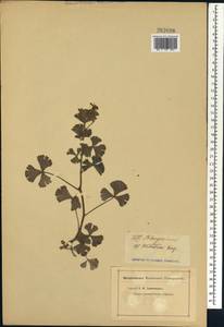 Pelargonium ternatum (L. fil.) Jacq., Африка (AFR) (Неизвестно)