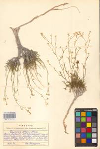 Клоповник лировидный L., Восточная Европа, Нижневолжский район (E9) (Россия)