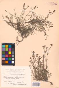 Cynanchica tephrocarpa subsp. tephrocarpa, Восточная Европа, Центральный лесостепной район (E6) (Россия)