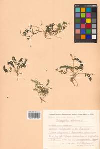 Астрагал альпийский L., Сибирь, Чукотка и Камчатка (S7) (Россия)