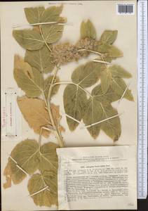 Astragalus terrae-rubrae A. Butkov, Средняя Азия и Казахстан, Памир и Памиро-Алай (M2) (Узбекистан)