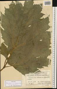 Борщевик Мантегацци Sommier & Levier, Восточная Европа, Московская область и Москва (E4a) (Россия)