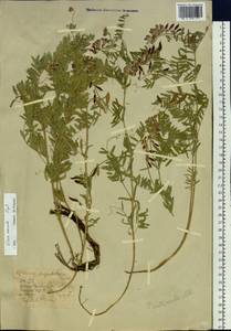 Горошек многостебельный Ledeb., Сибирь, Западный (Казахстанский) Алтай (S2a) (Казахстан)
