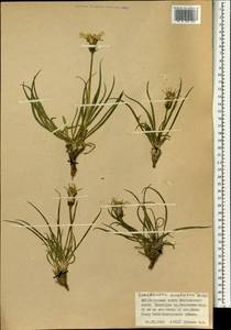Takhtajaniantha austriaca (Willd.) Zaika, Sukhor. & N. Kilian, Монголия (MONG) (Монголия)