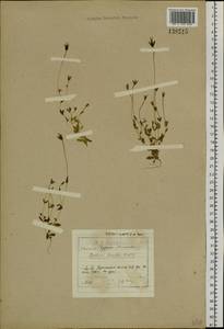 Комастома нежная (Rottb.) Toyok., Сибирь, Прибайкалье и Забайкалье (S4) (Россия)