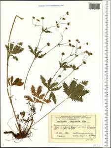 Лапчатка золотистоцветковая, Лапчатка золотистая Trevir., Сибирь, Центральная Сибирь (S3) (Россия)