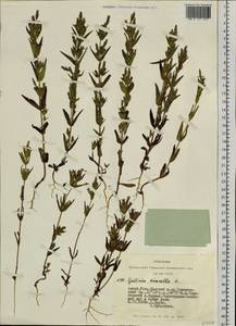 Горечавочка горьковатая (L.) Börner, Сибирь, Алтай и Саяны (S2) (Россия)