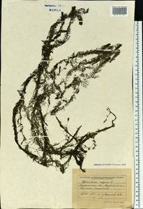 Пузырчатка обыкновенная L., Восточная Европа, Западно-Украинский район (E13) (Украина)