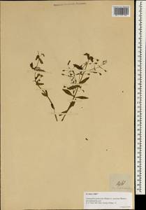 Limnophila aromatica (Lam.) Merr., Зарубежная Азия (ASIA) (Филиппины)