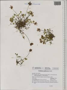 Trifolium pallescens Schreb., Западная Европа (EUR) (Италия)