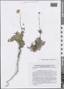Scabiosa imeretica (Sommier & Levier) Sulak., Кавказ, Абхазия (K4a) (Абхазия)